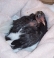 3_wk_old_hatchling-1-600-400-100