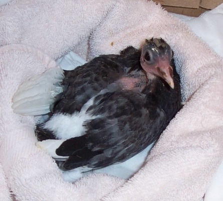 3_wk_old_hatchling-1-600-400-100